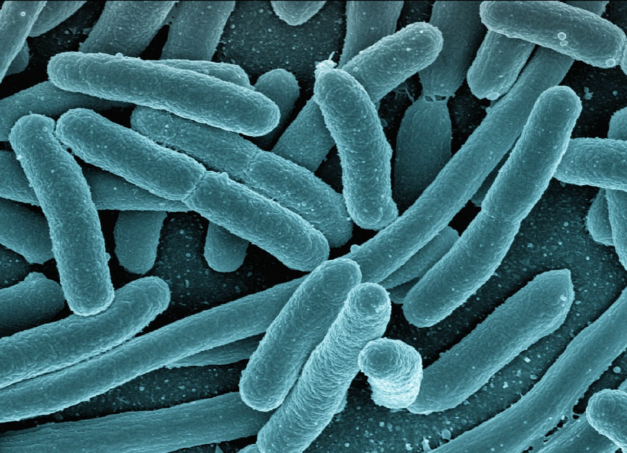Legionella Bacteria